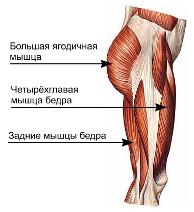 задействованные мышцы ног во время бега