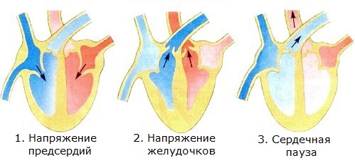 фазы работы сердца