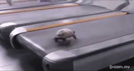 самая быстрая черепаха в мире